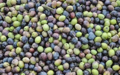 The Global Demand for Spanish Olive Oil in Bulk. Why Importers choose Spain