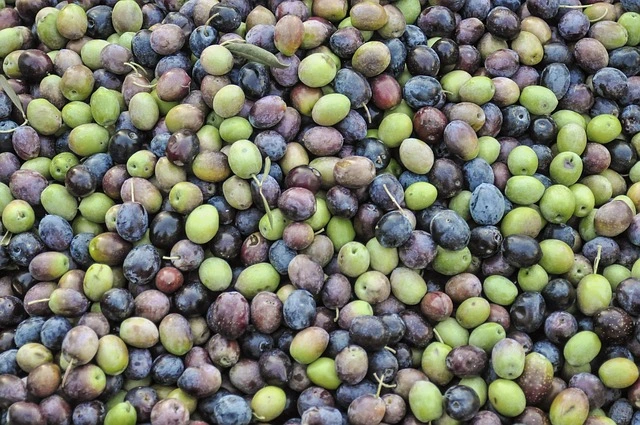 The Global Demand for Spanish Olive Oil in Bulk. Why Importers choose Spain